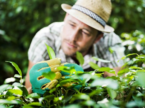 Lush green garden in Harlesden with professional care